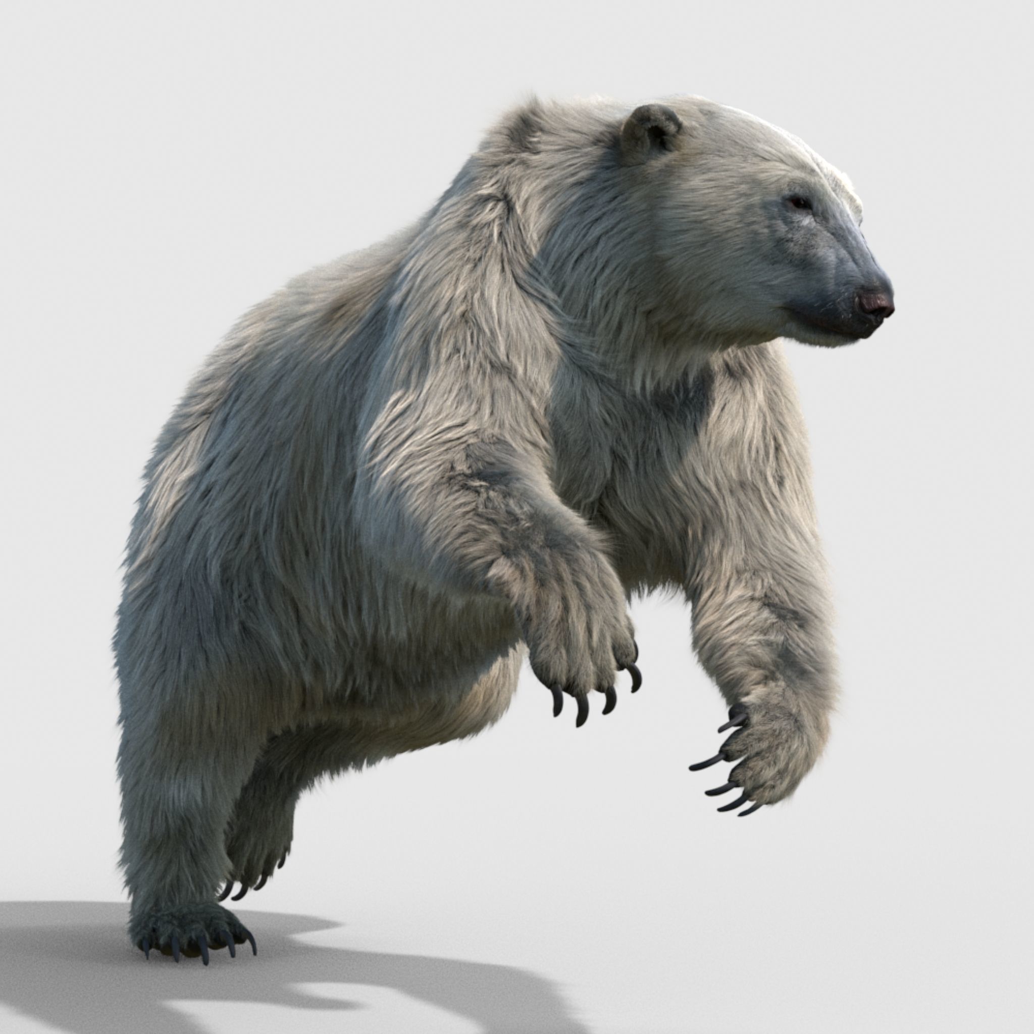 polar bear 3D model_0