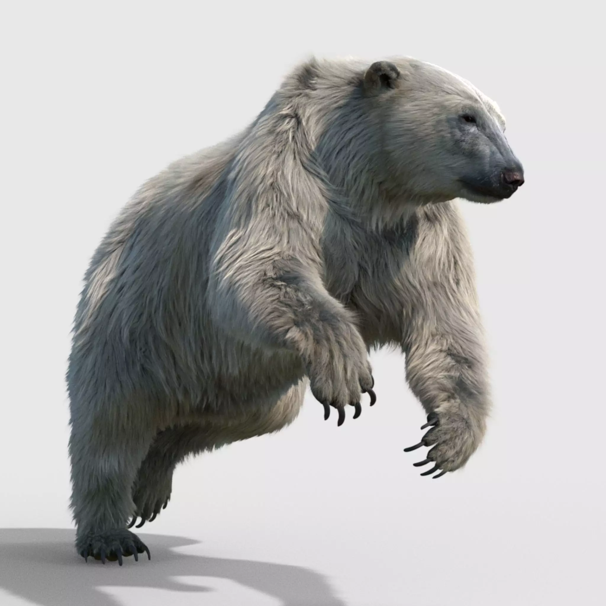 polar bear 3D model_0