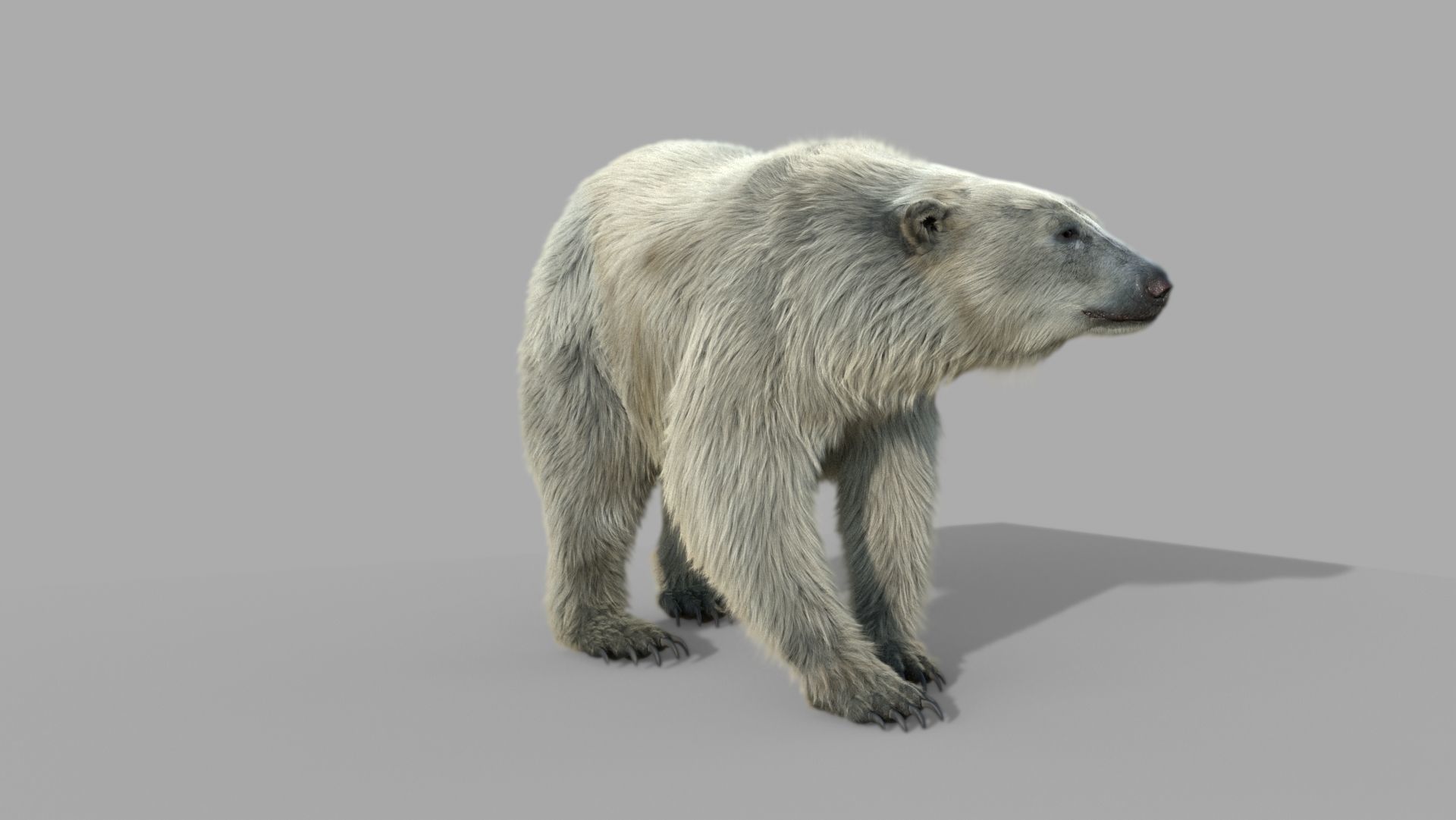 polar bear 3D model_7
