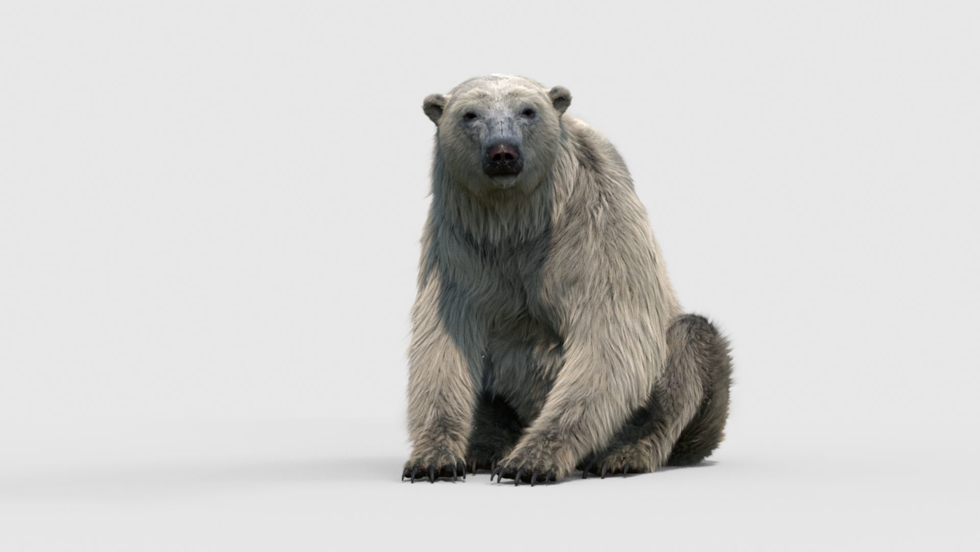 polar bear 3D model_11