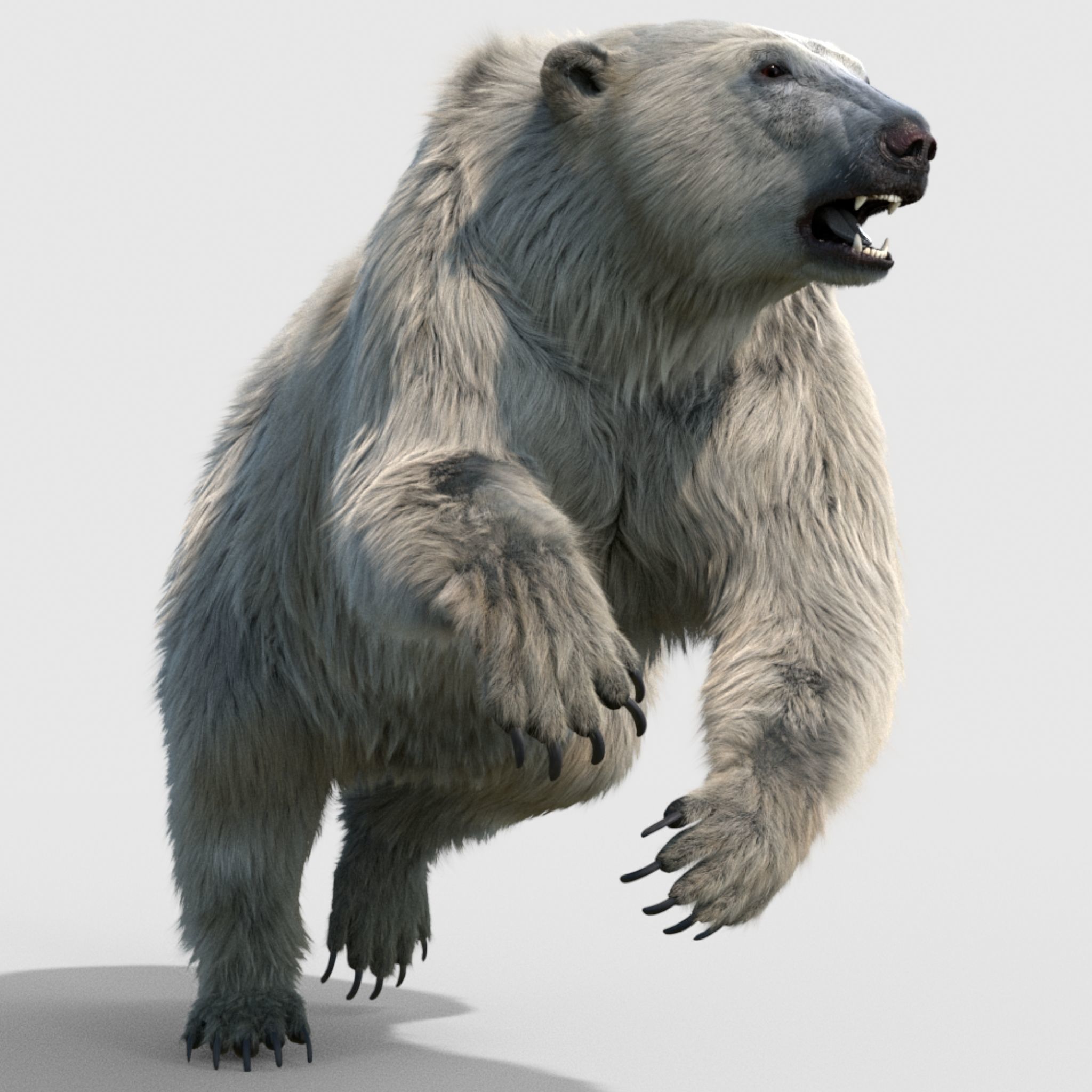 polar bear 3D model_12