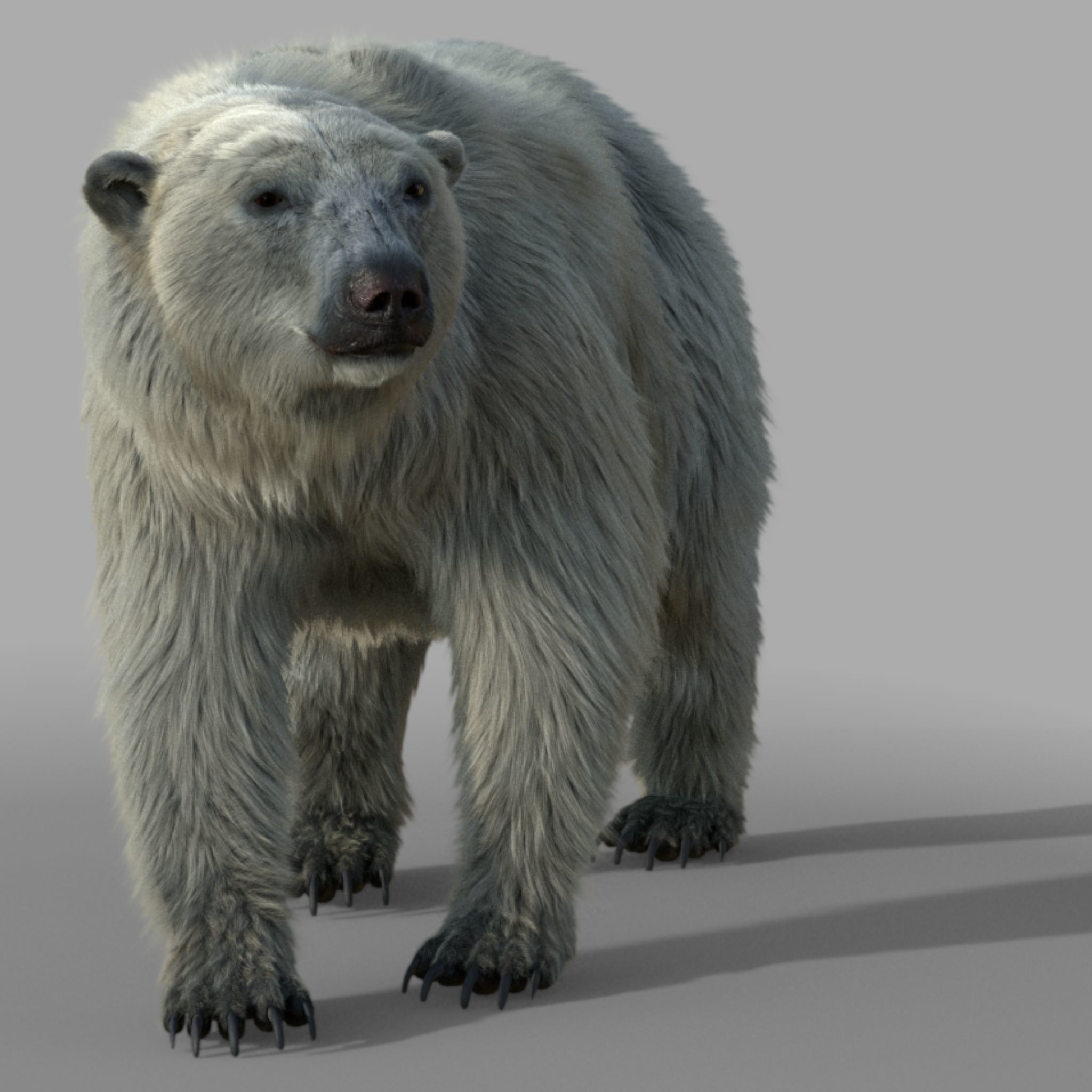 polar bear 3D model_3