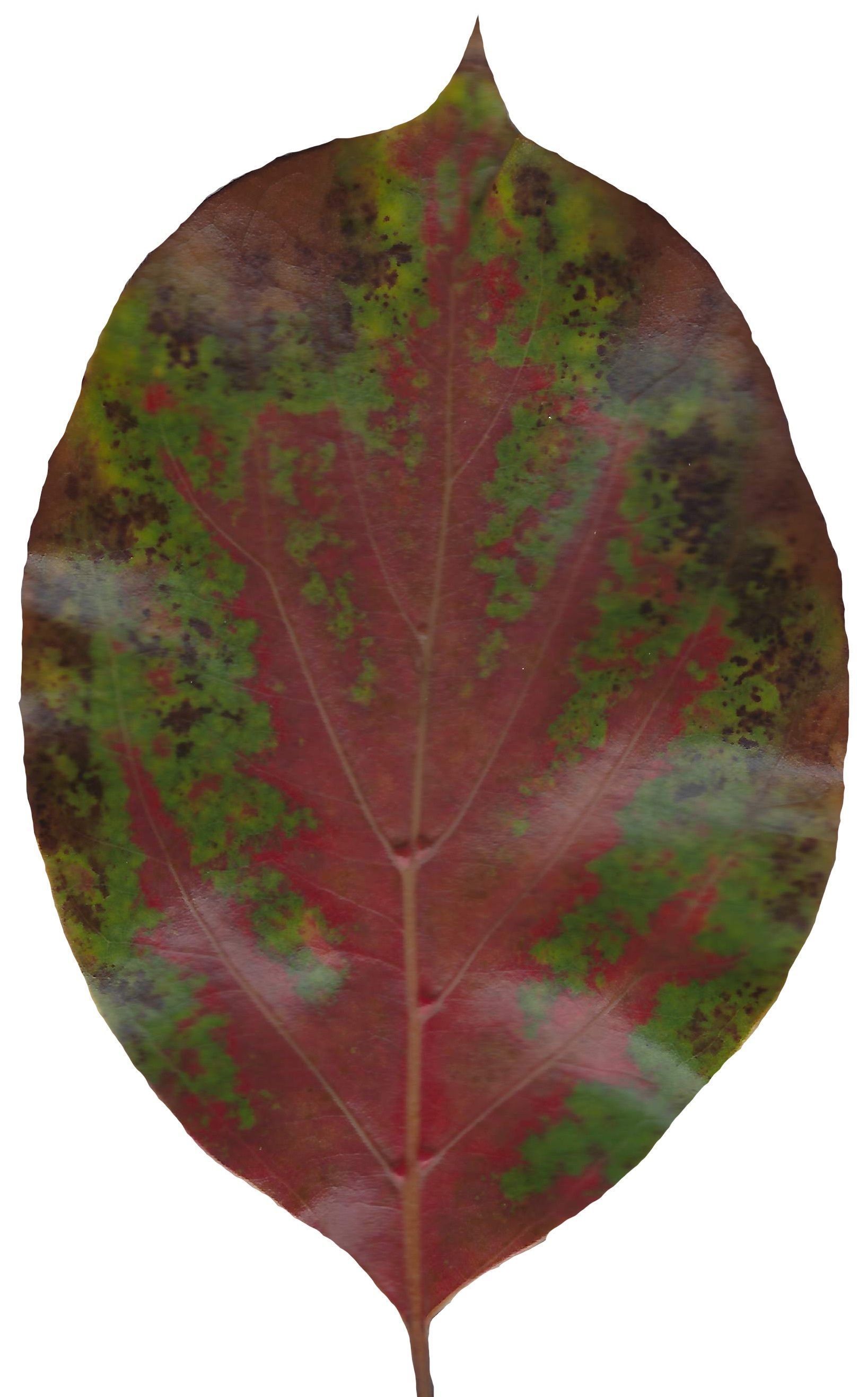 Fall Leaves Scanned Texture Pack - 81 Textures Texture_58