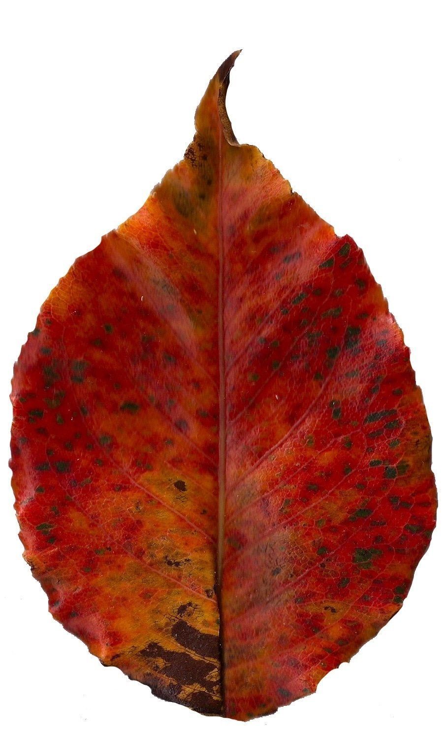 Fall Leaves Scanned Texture Pack - 81 Textures Texture_14