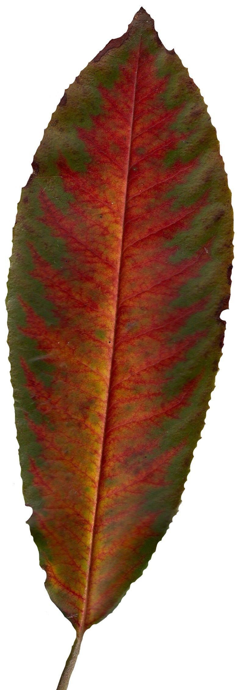 Fall Leaves Scanned Texture Pack - 81 Textures Texture_21