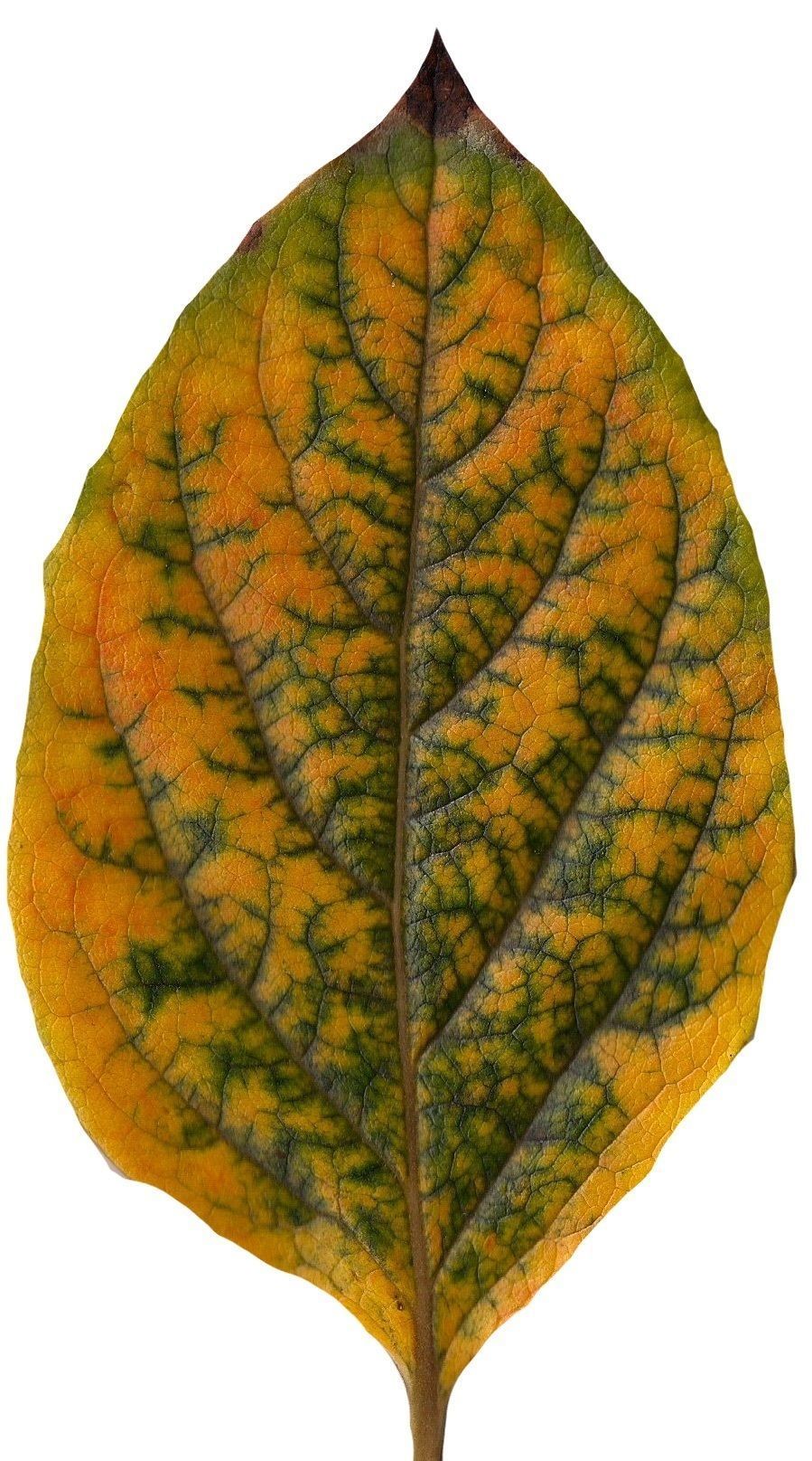 Fall Leaves Scanned Texture Pack - 81 Textures Texture_49