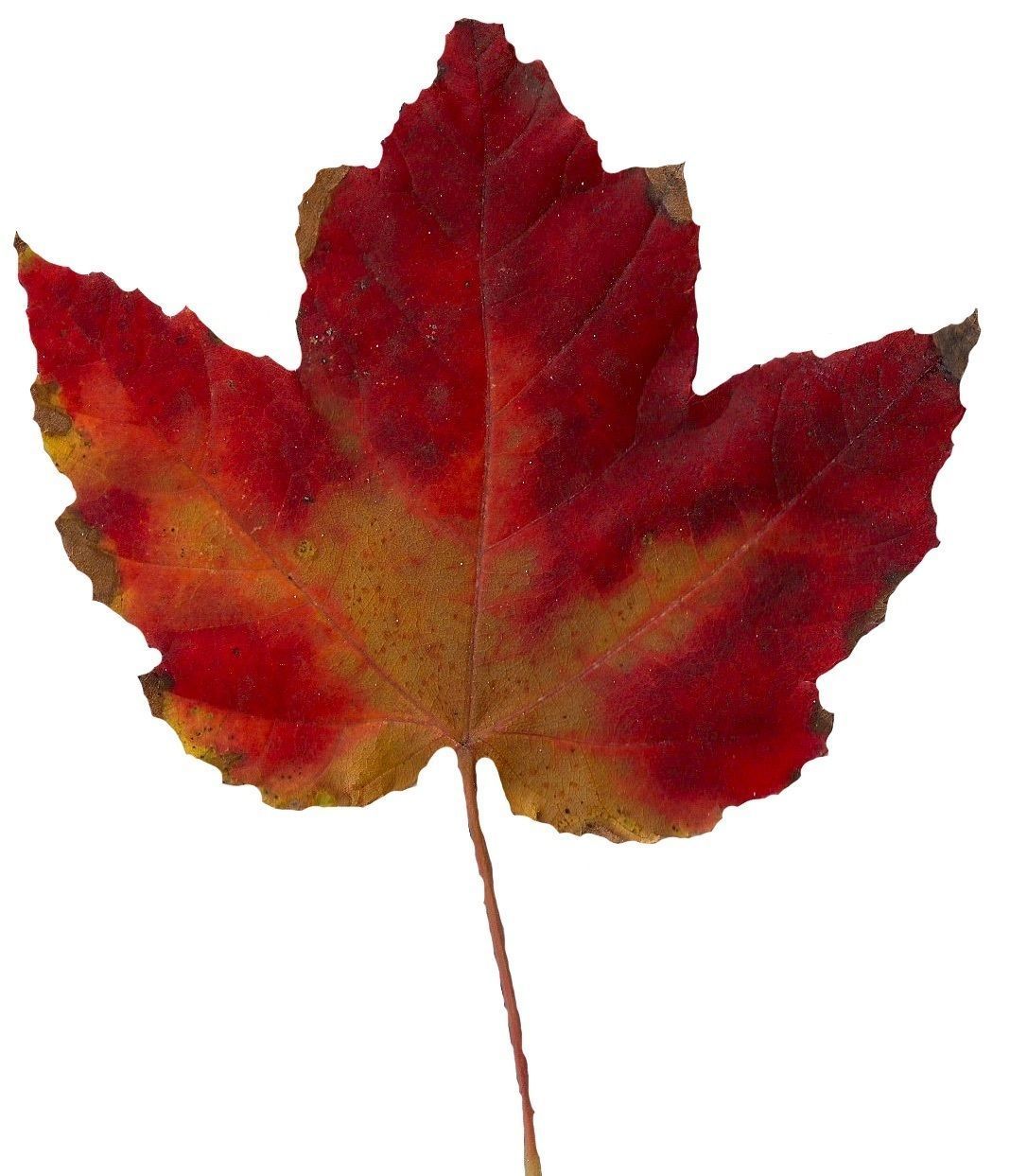 Fall Leaves Scanned Texture Pack - 81 Textures Texture_32