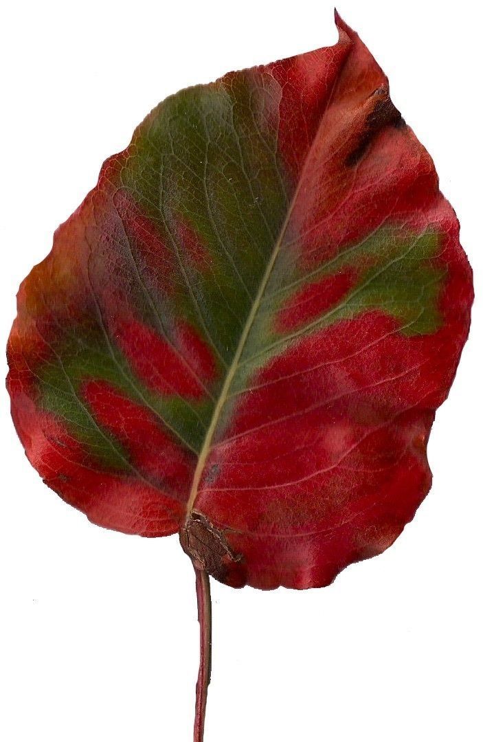 Fall Leaves Scanned Texture Pack - 81 Textures Texture_17