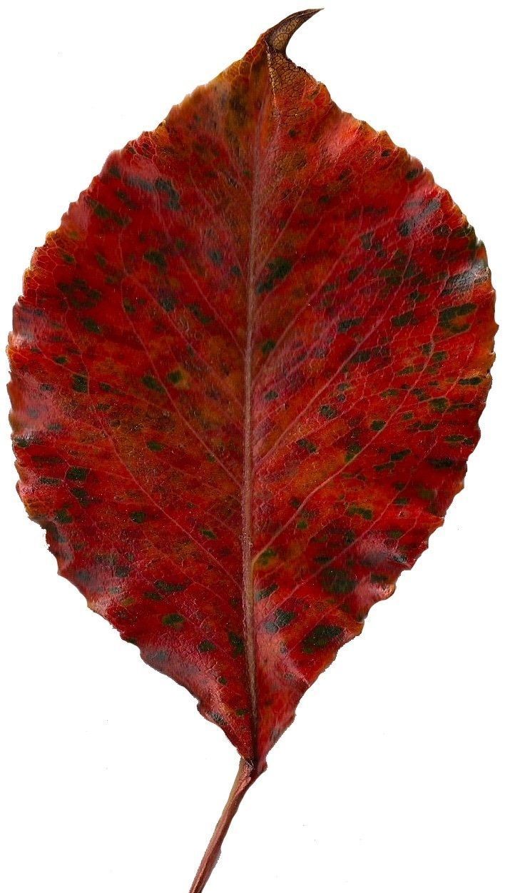 Fall Leaves Scanned Texture Pack - 81 Textures Texture_15