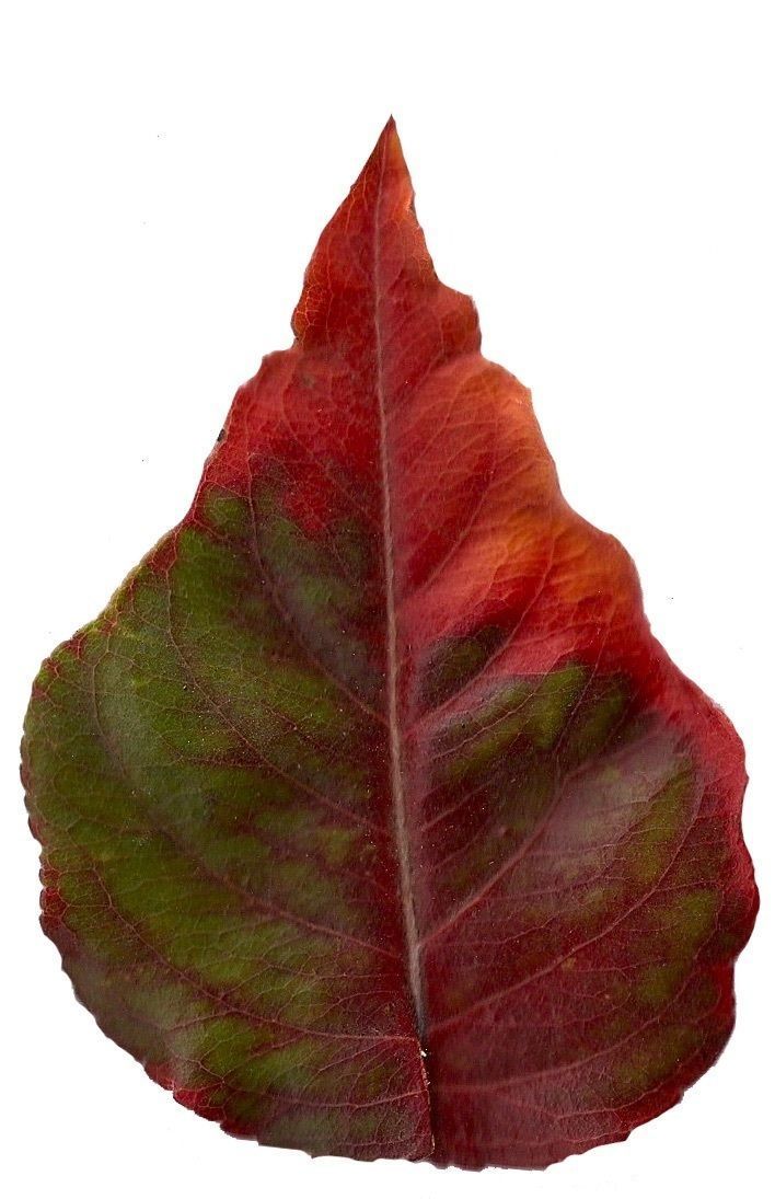 Fall Leaves Scanned Texture Pack - 81 Textures Texture_18