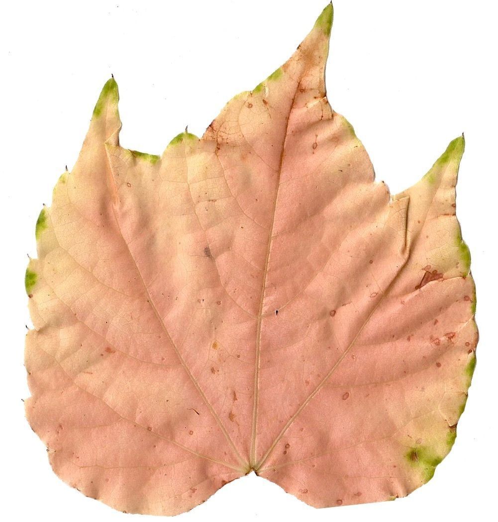 Fall Leaves Scanned Texture Pack - 81 Textures Texture_34