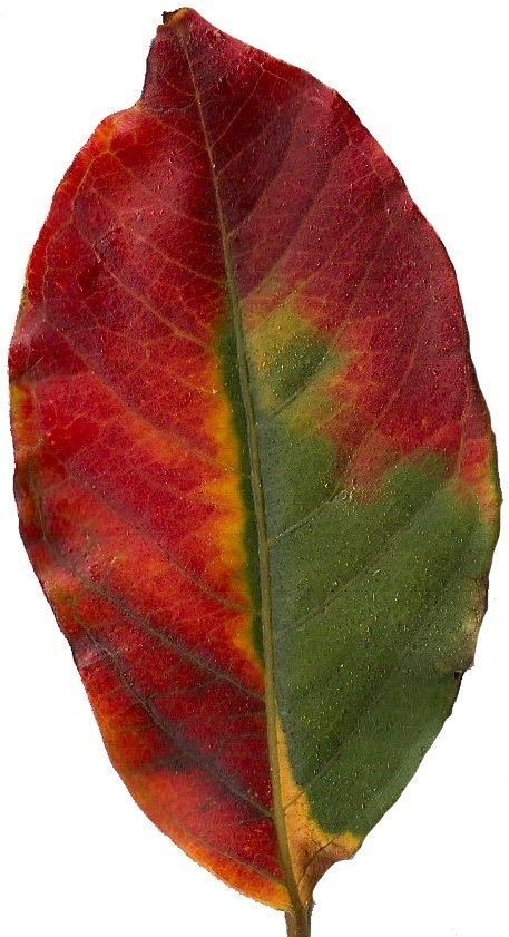 Fall Leaves Scanned Texture Pack - 81 Textures Texture_5