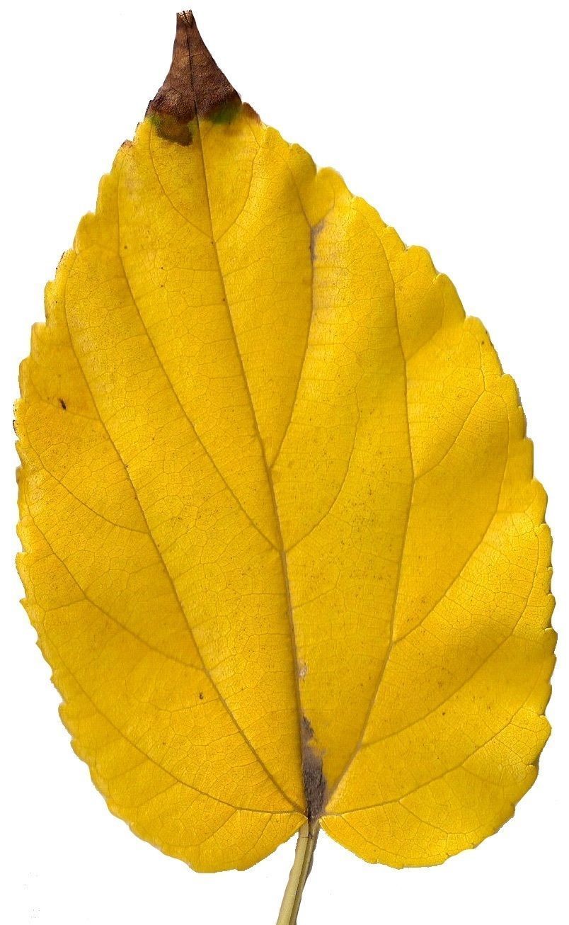 Fall Leaves Scanned Texture Pack - 81 Textures Texture_13