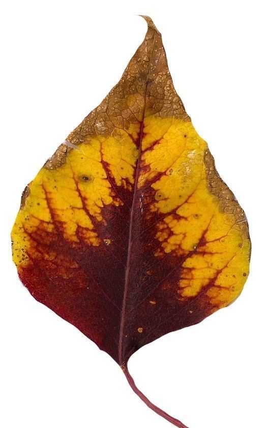 Fall Leaves Scanned Texture Pack - 81 Textures Texture_22