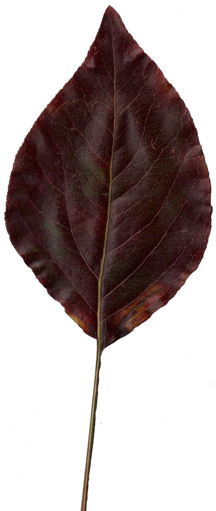 Fall Leaves Scanned Texture Pack - 81 Textures Texture_10