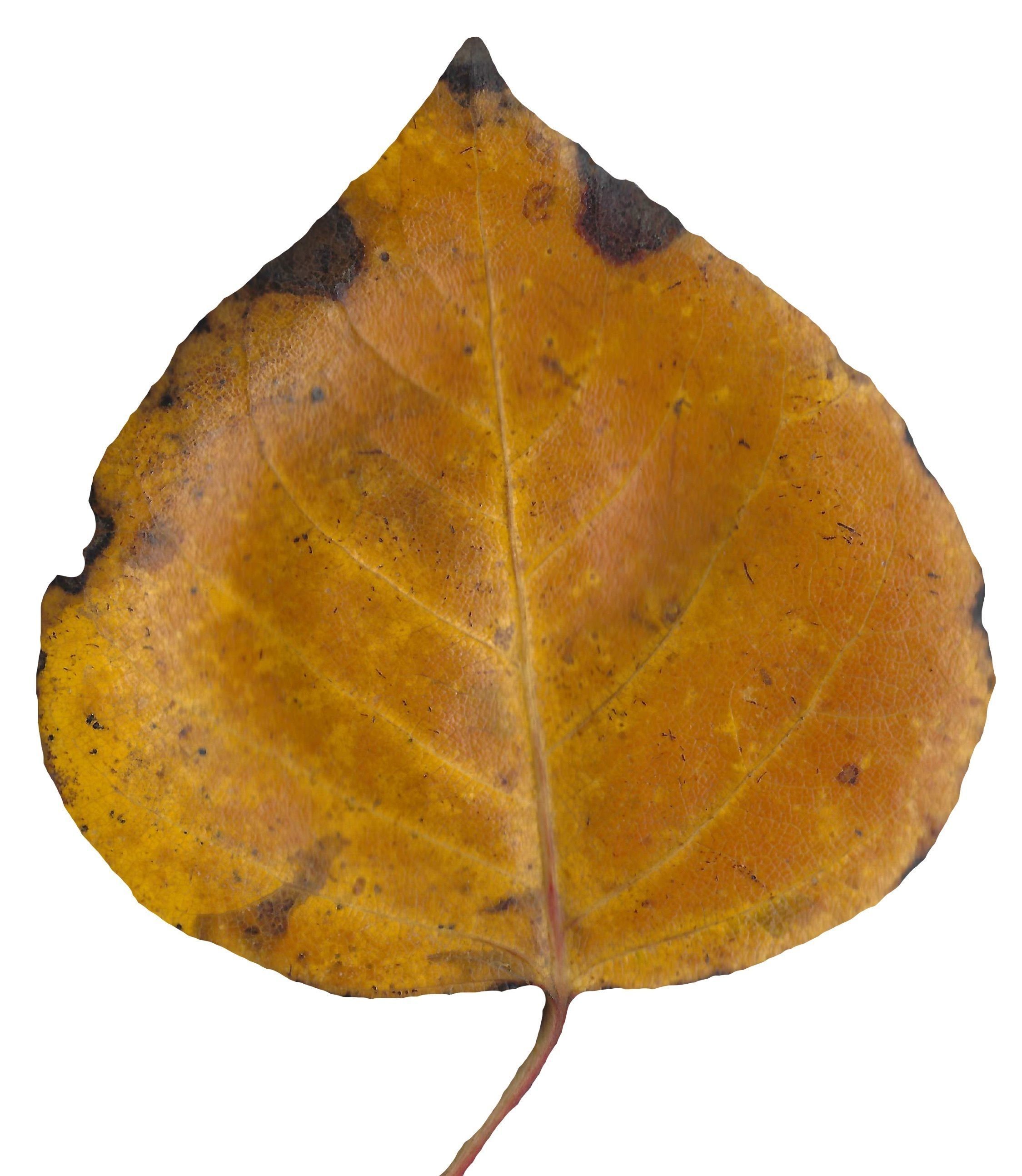 Fall Leaves Scanned Texture Pack - 81 Textures Texture_79