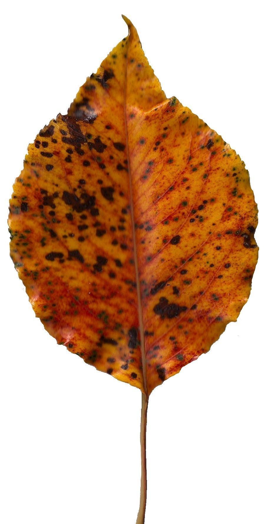 Fall Leaves Scanned Texture Pack - 81 Textures Texture_27