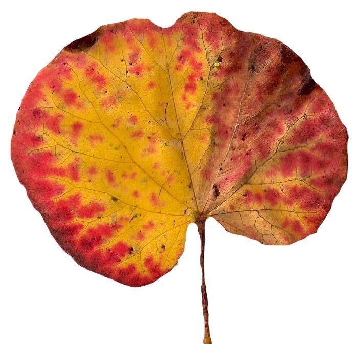 Fall Leaves Scanned Texture Pack - 81 Textures Texture_51