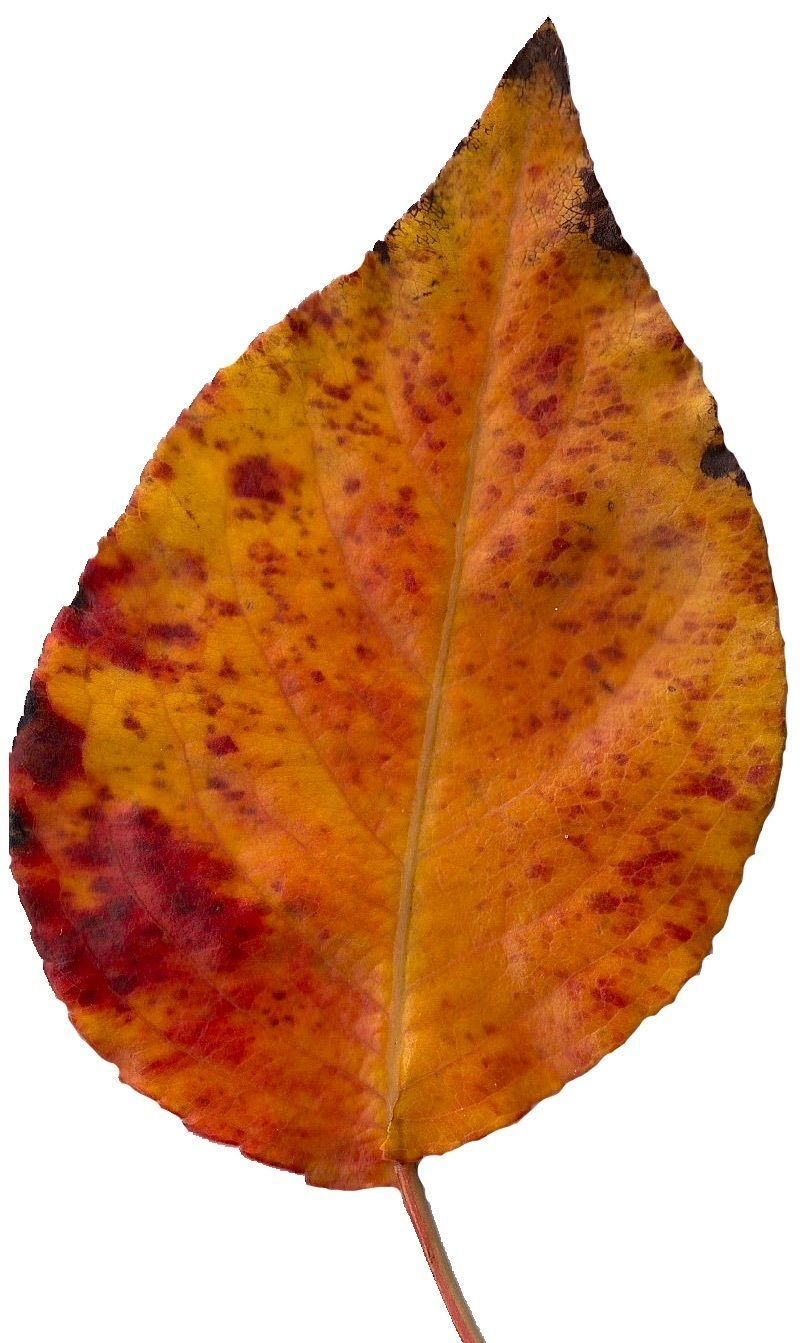 Fall Leaves Scanned Texture Pack - 81 Textures Texture_66