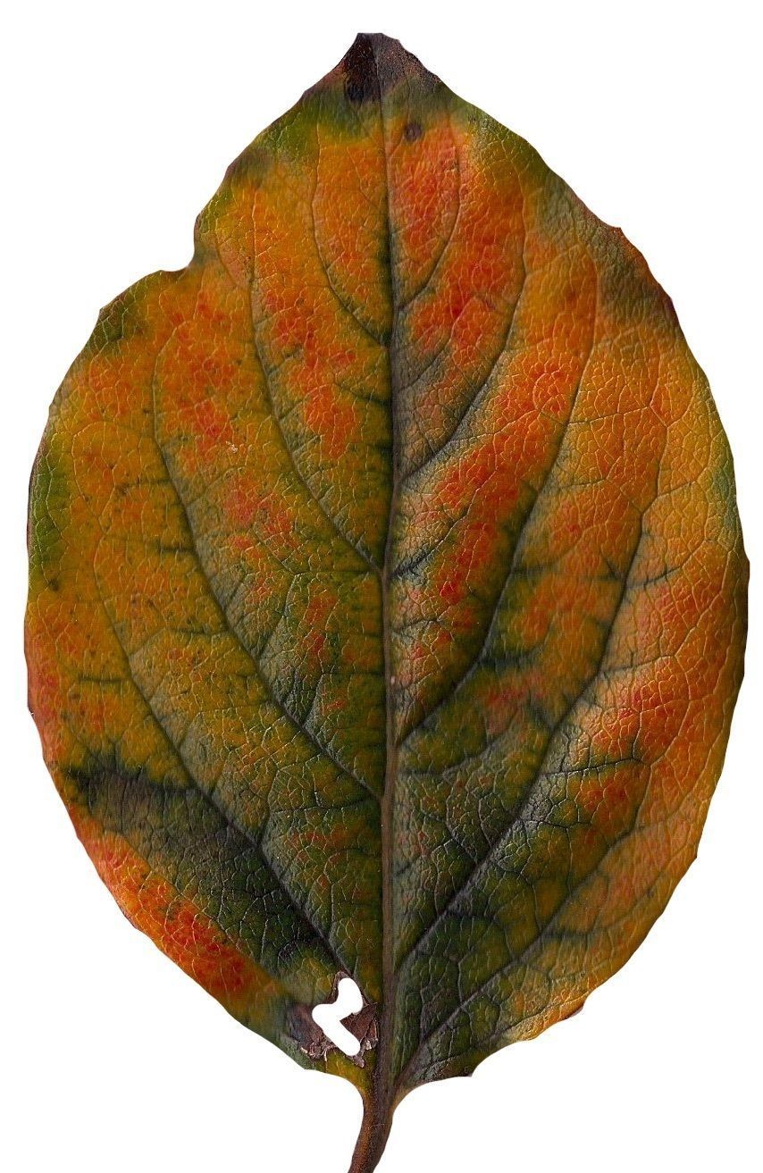 Fall Leaves Scanned Texture Pack - 81 Textures Texture_48