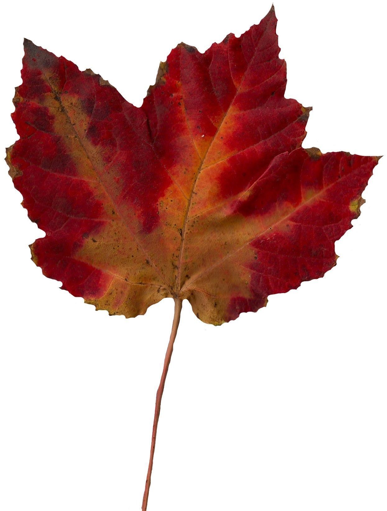 Fall Leaves Scanned Texture Pack - 81 Textures Texture_33