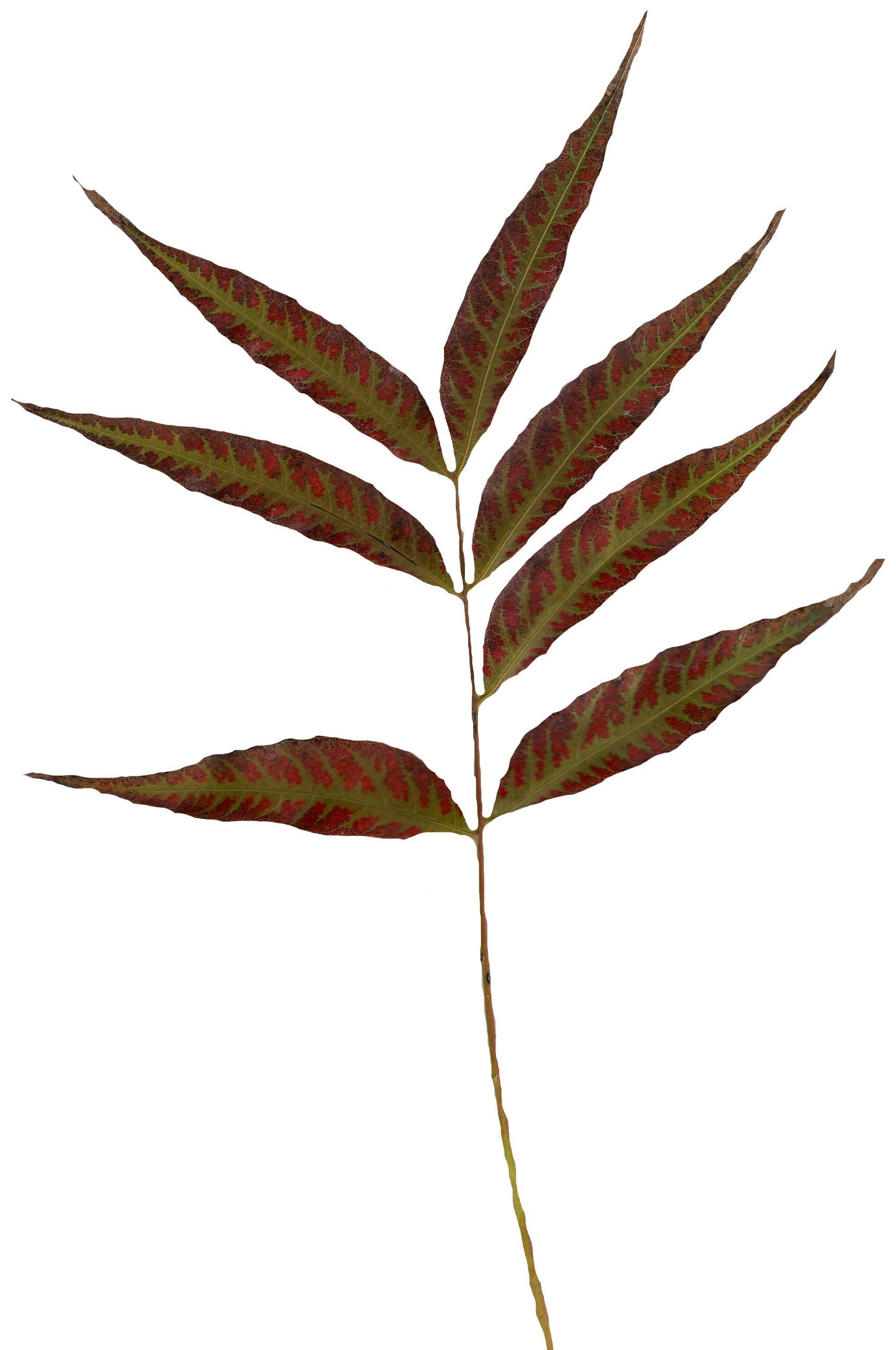 Fall Leaves Scanned Texture Pack - 81 Textures Texture_31