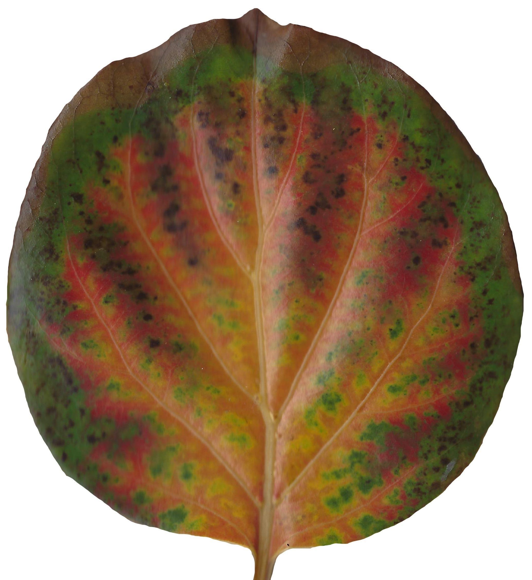 Fall Leaves Scanned Texture Pack - 81 Textures Texture_60