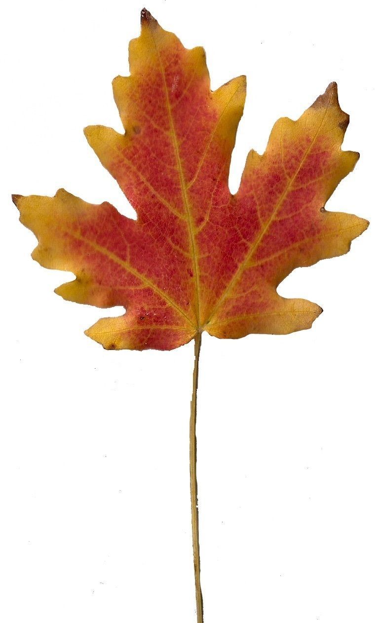 Fall Leaves Scanned Texture Pack - 81 Textures Texture_52