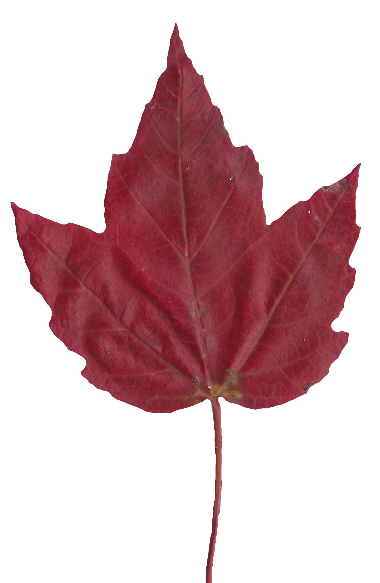 Fall Leaves Scanned Texture Pack - 81 Textures Texture_64