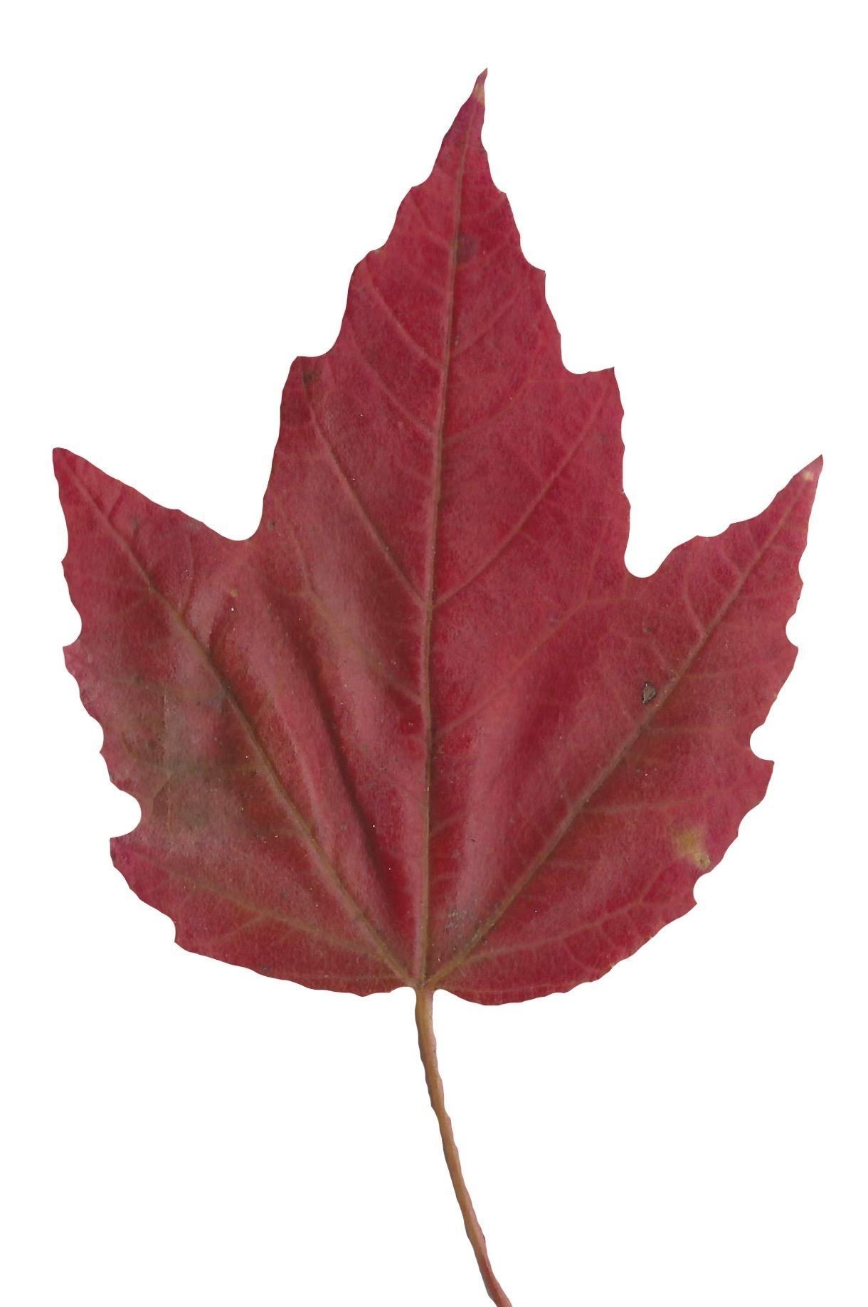 Fall Leaves Scanned Texture Pack - 81 Textures Texture_65