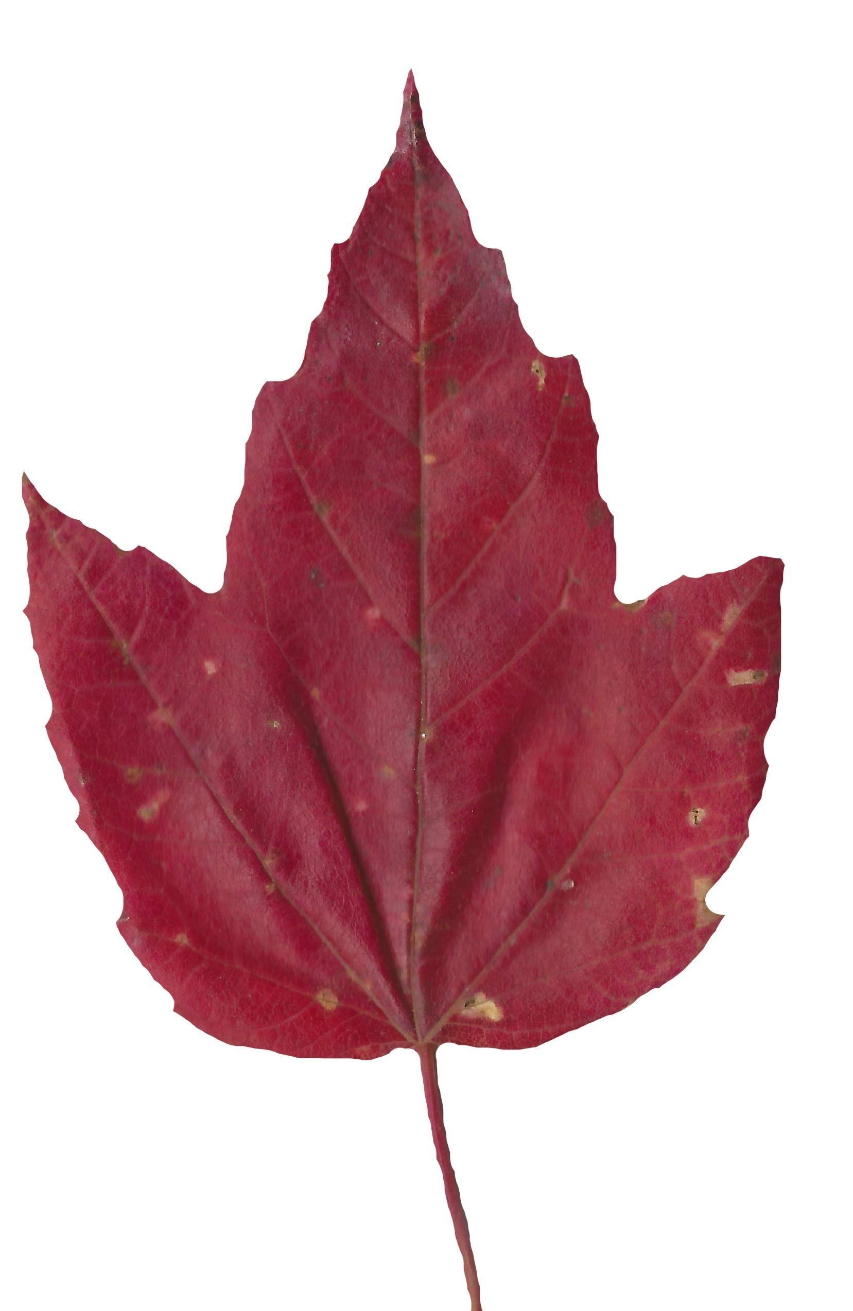 Fall Leaves Scanned Texture Pack - 81 Textures Texture_67