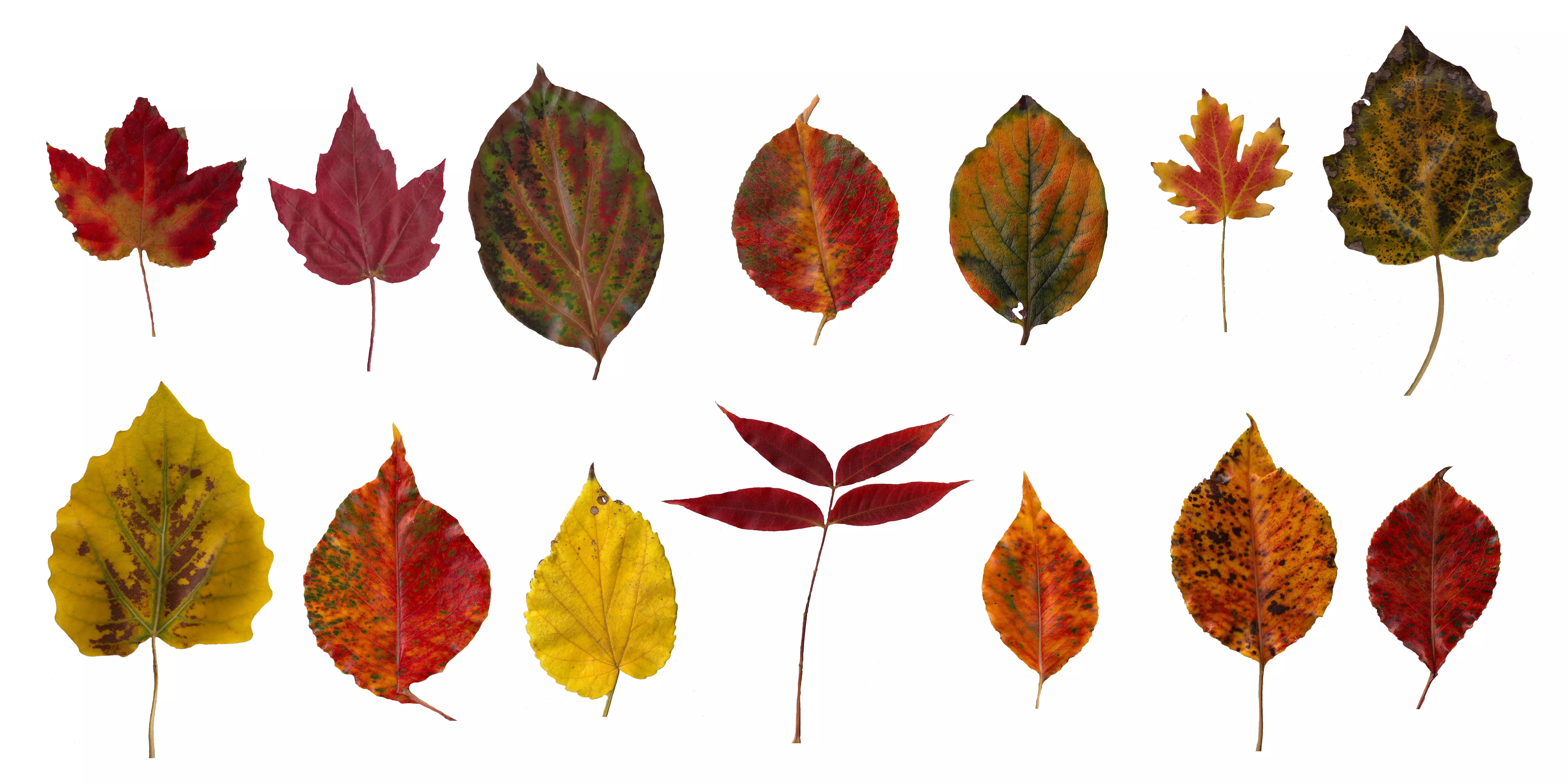 Fall Leaves Scanned Texture Pack - 81 Textures Texture_0