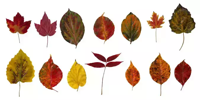 Fall Leaves Scanned Texture Pack  - 81 Textures Texture