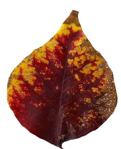 Fall Leaves Scanned Texture Pack - 81 Textures Texture_20