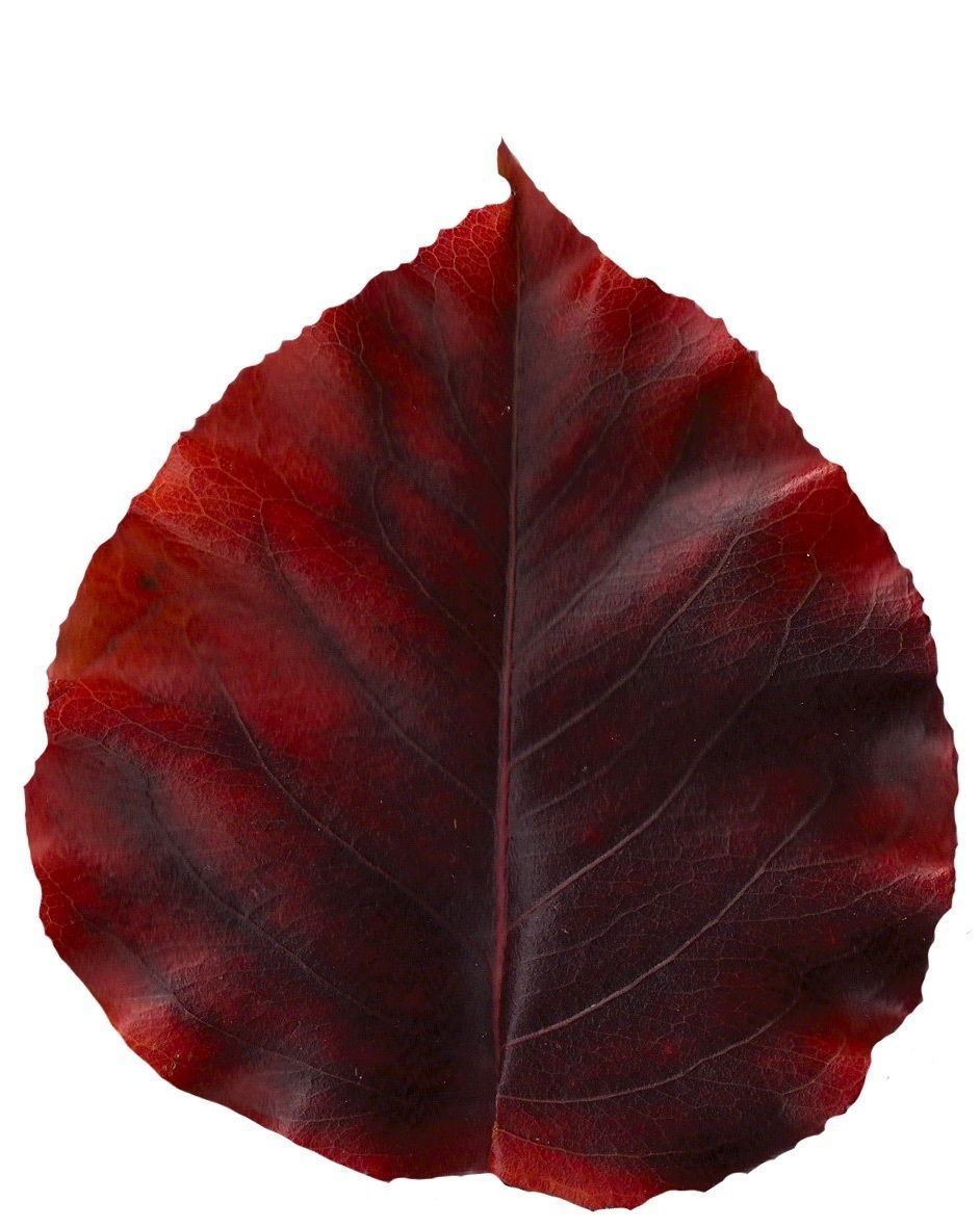 Fall Leaves Scanned Texture Pack - 81 Textures Texture_30