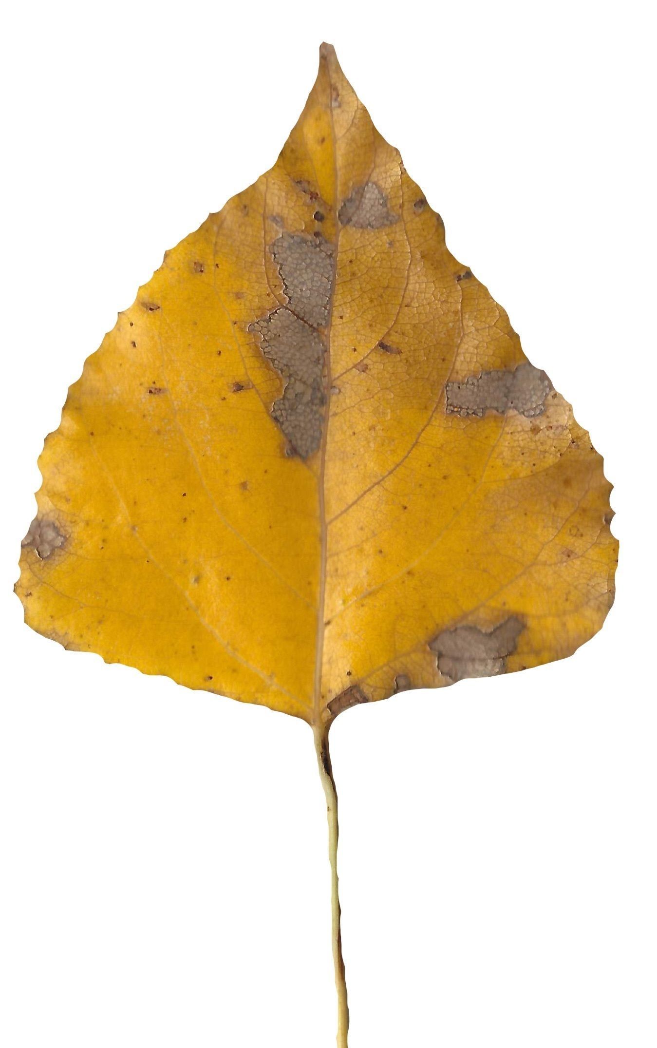 Fall Leaves Scanned Texture Pack - 81 Textures Texture_72