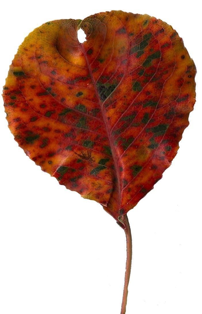 Fall Leaves Scanned Texture Pack - 81 Textures Texture_7