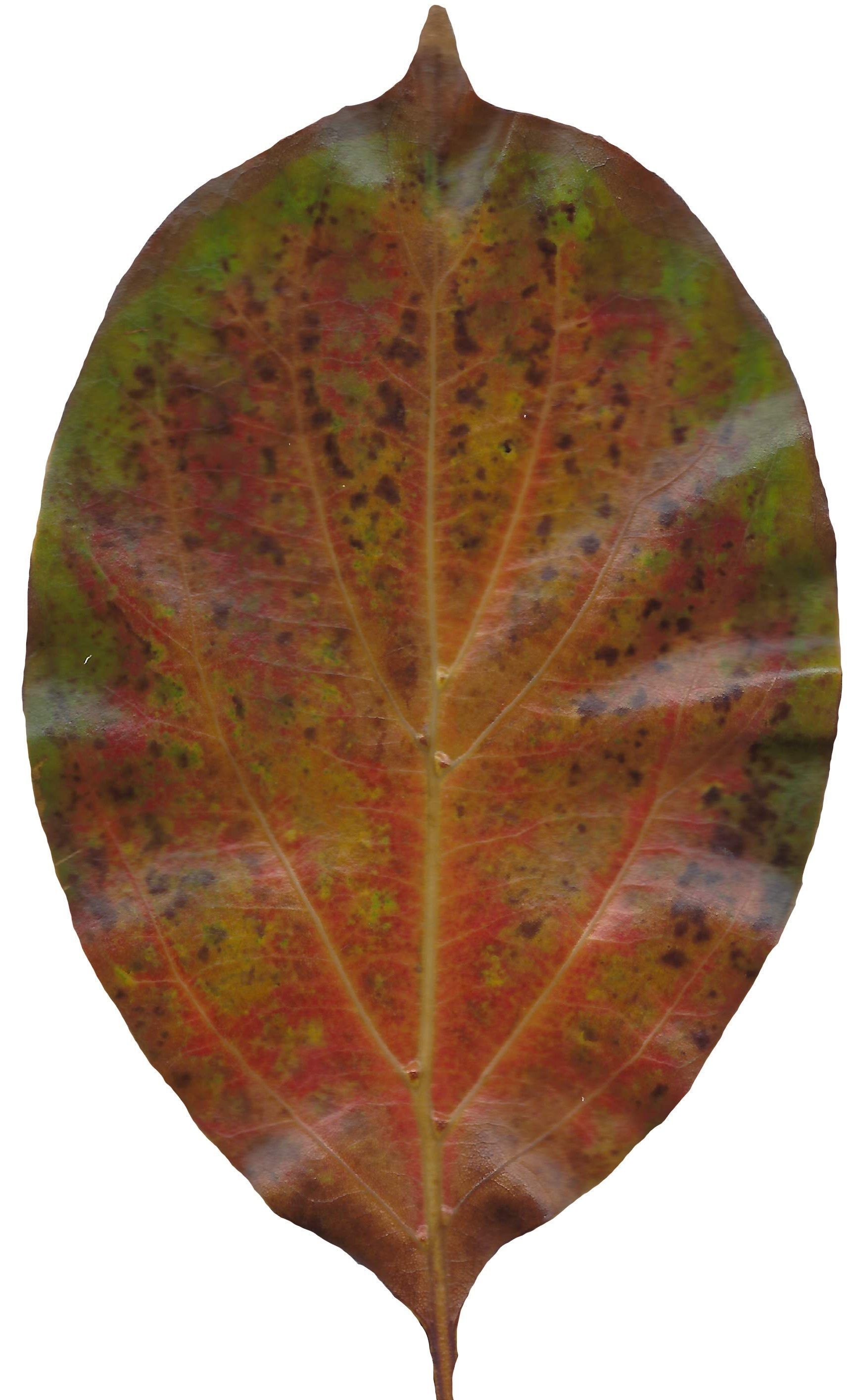 Fall Leaves Scanned Texture Pack - 81 Textures Texture_57