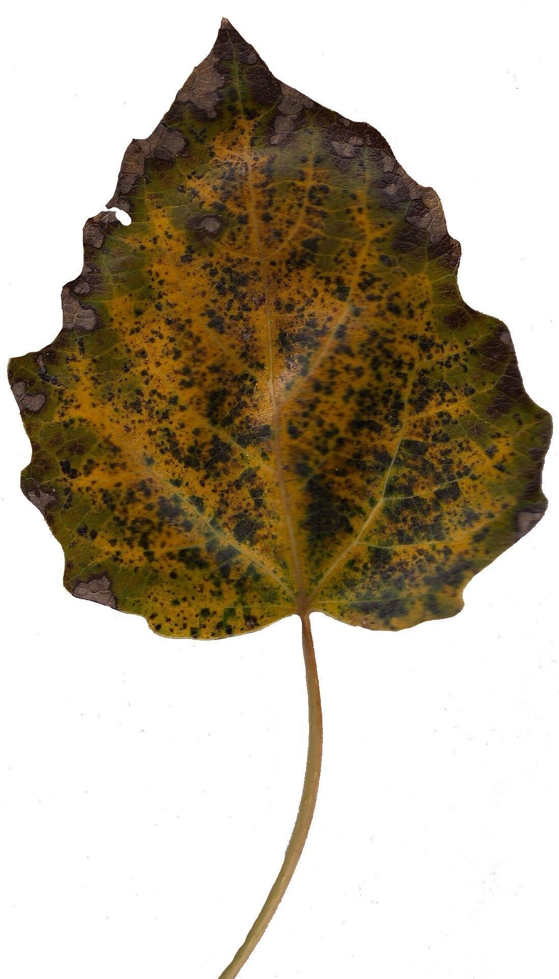 Fall Leaves Scanned Texture Pack - 81 Textures Texture_4