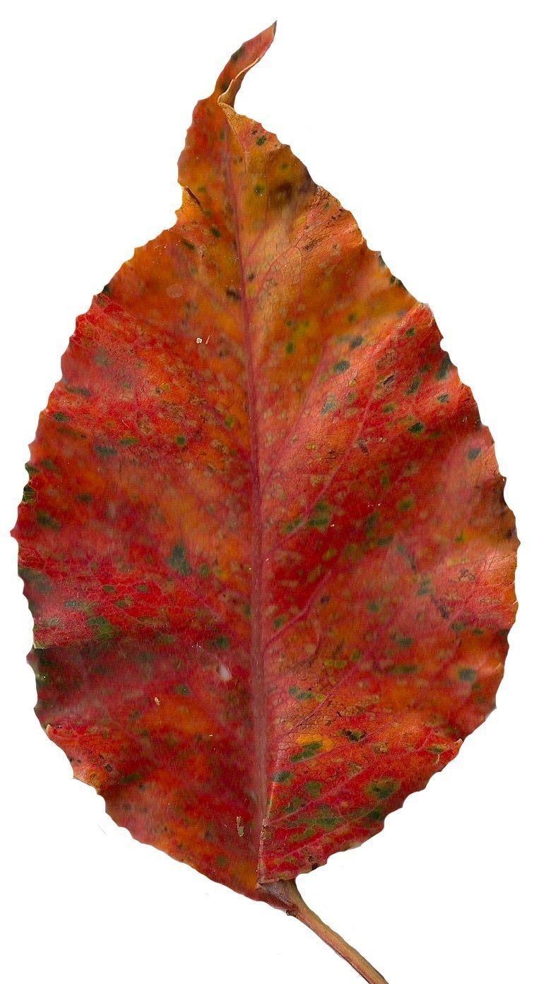 Fall Leaves Scanned Texture Pack - 81 Textures Texture_40