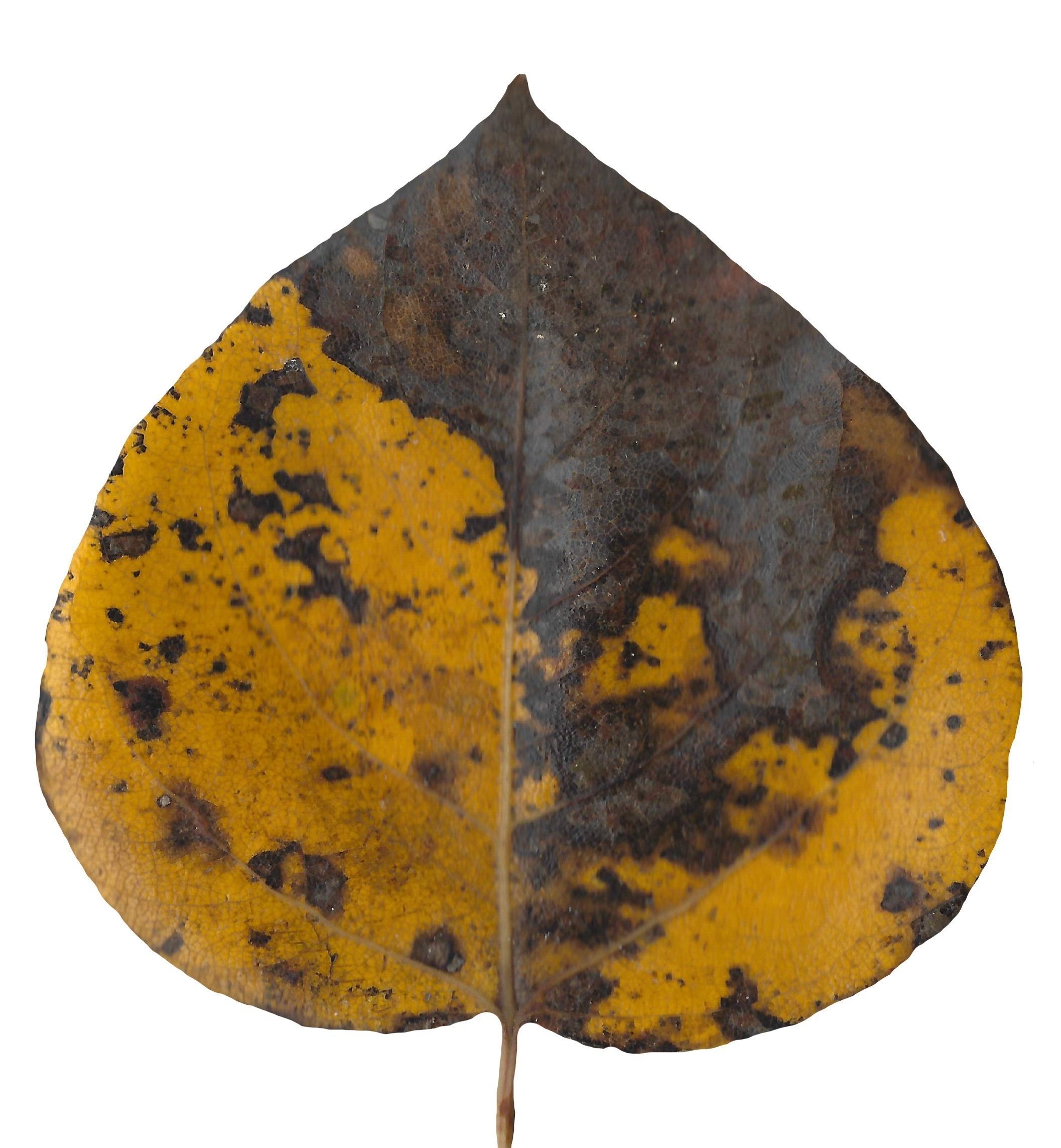 Fall Leaves Scanned Texture Pack - 81 Textures Texture_77