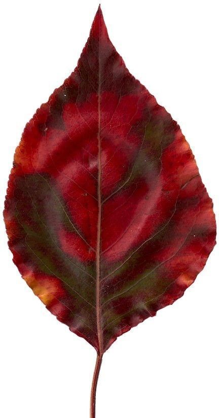 Fall Leaves Scanned Texture Pack - 81 Textures Texture_55