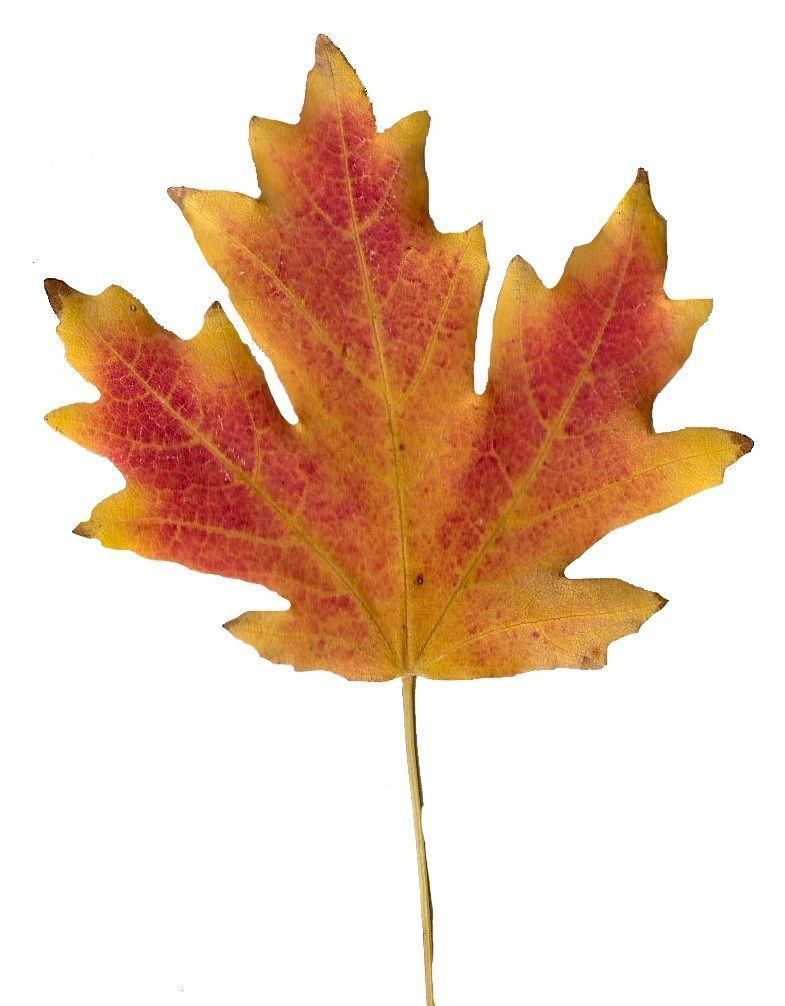 Fall Leaves Scanned Texture Pack - 81 Textures Texture_56