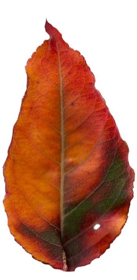 Fall Leaves Scanned Texture Pack - 81 Textures Texture_16