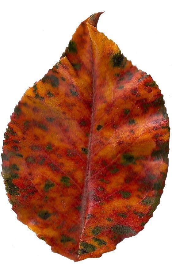 Fall Leaves Scanned Texture Pack - 81 Textures Texture_8