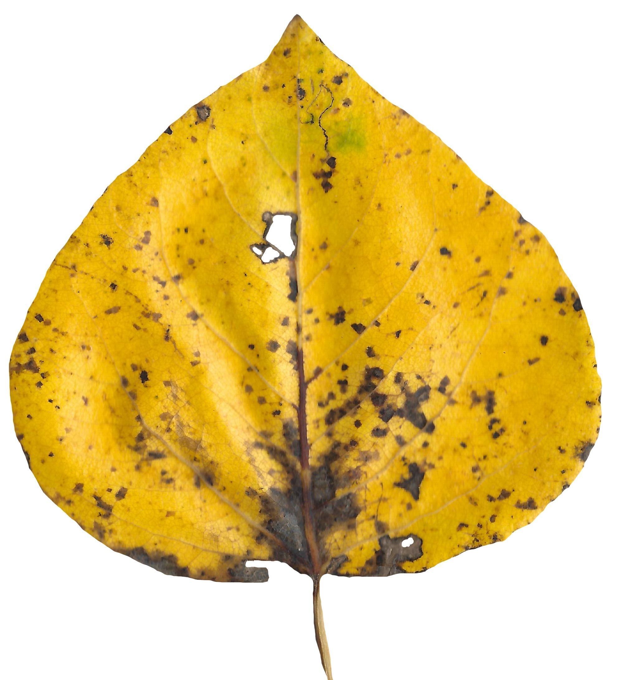 Fall Leaves Scanned Texture Pack - 81 Textures Texture_76