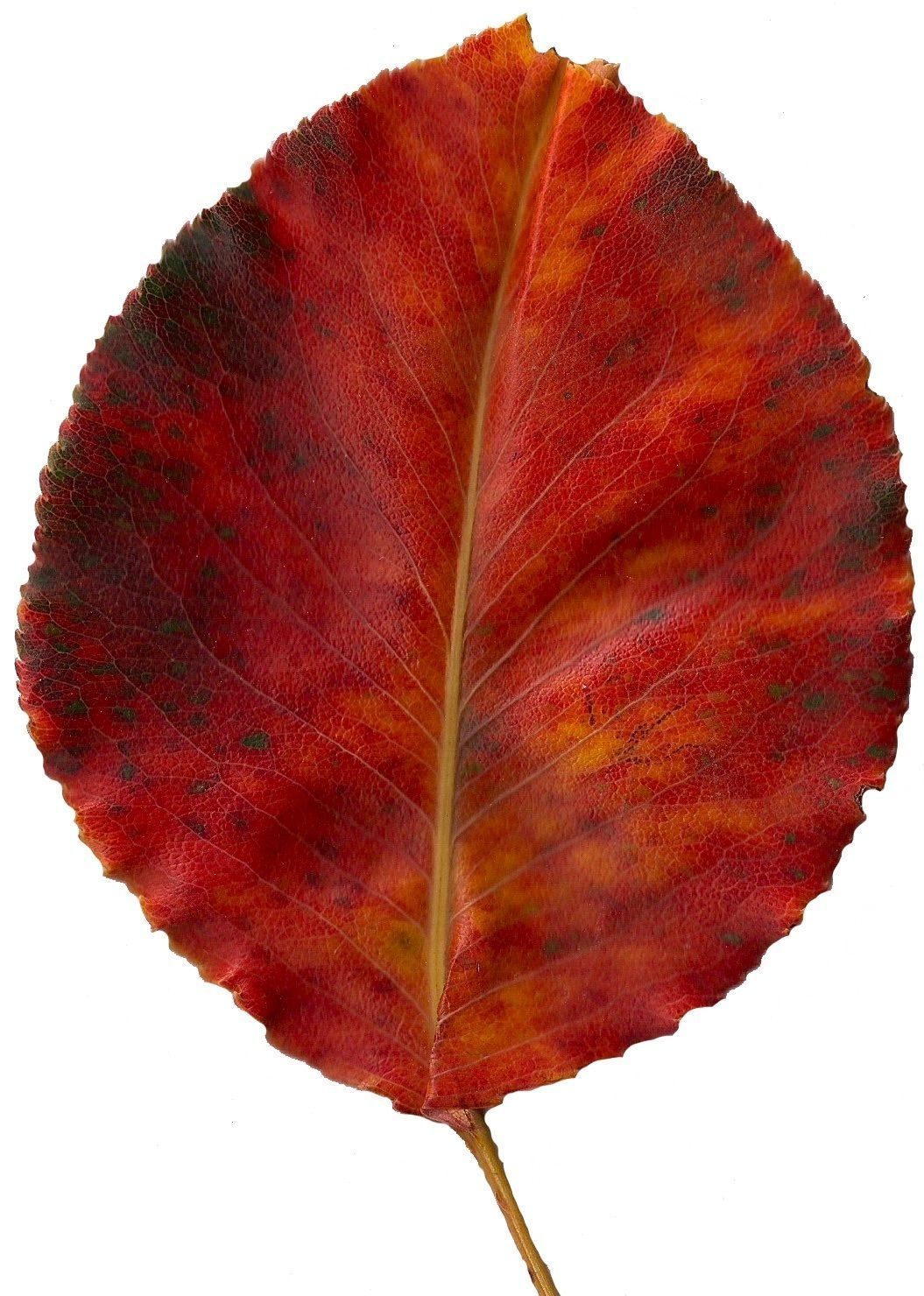 Fall Leaves Scanned Texture Pack - 81 Textures Texture_3