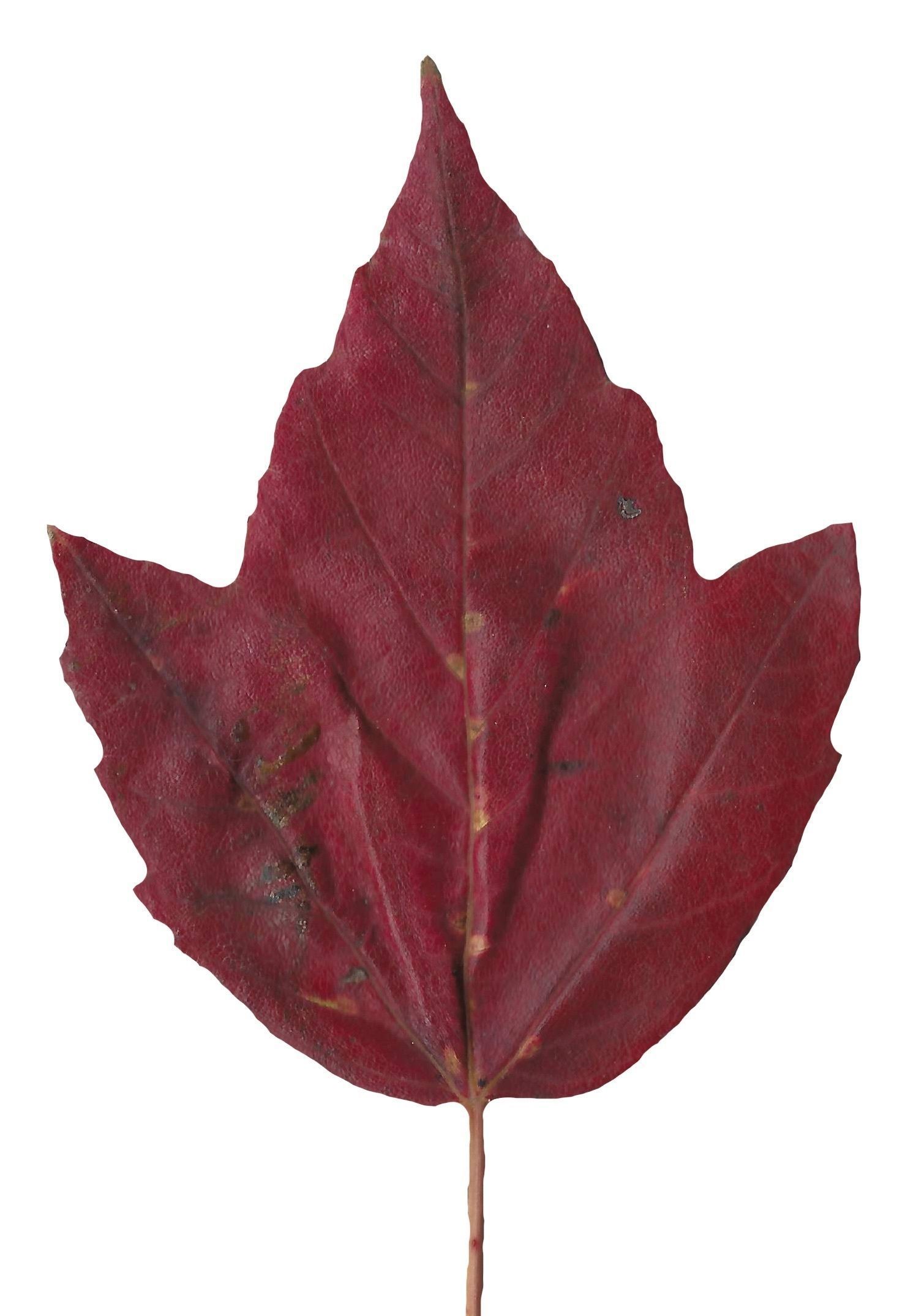 Fall Leaves Scanned Texture Pack - 81 Textures Texture_70