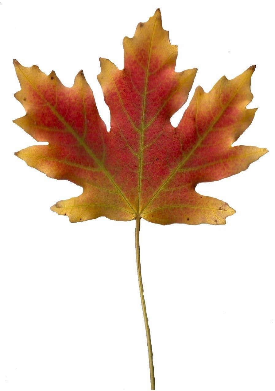 Fall Leaves Scanned Texture Pack - 81 Textures Texture_54