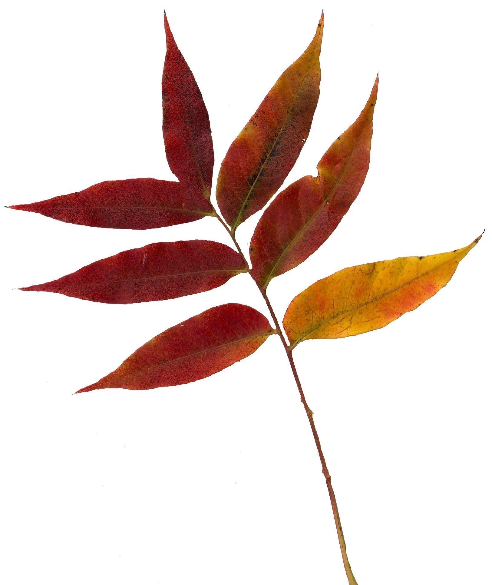 Fall Leaves Scanned Texture Pack - 81 Textures Texture_24